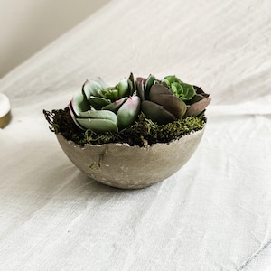 May include: A small, round, gray concrete bowl with a rough, uneven rim, filled with green and dark purple succulent plants nestled in a bed of dark green moss. The bowl has a textured, stone-like appearance and holds multiple plant rosettes.