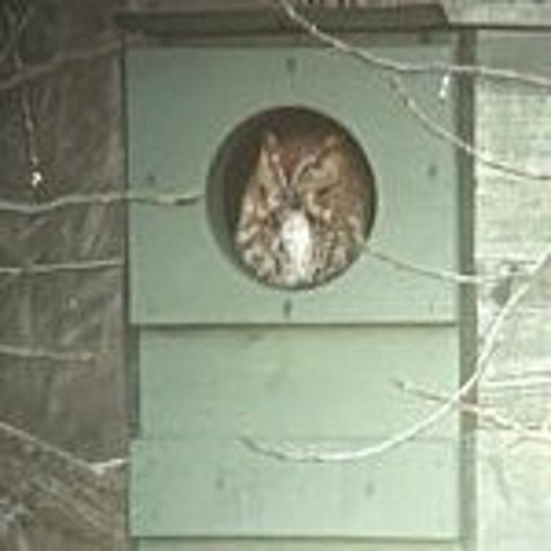 May include: A brown and white owl peering out of a green wooden birdhouse with a round opening.