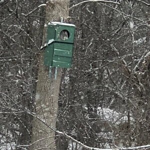 May include: A green birdhouse with a round opening is mounted on a tree trunk. The birdhouse is covered in snow.