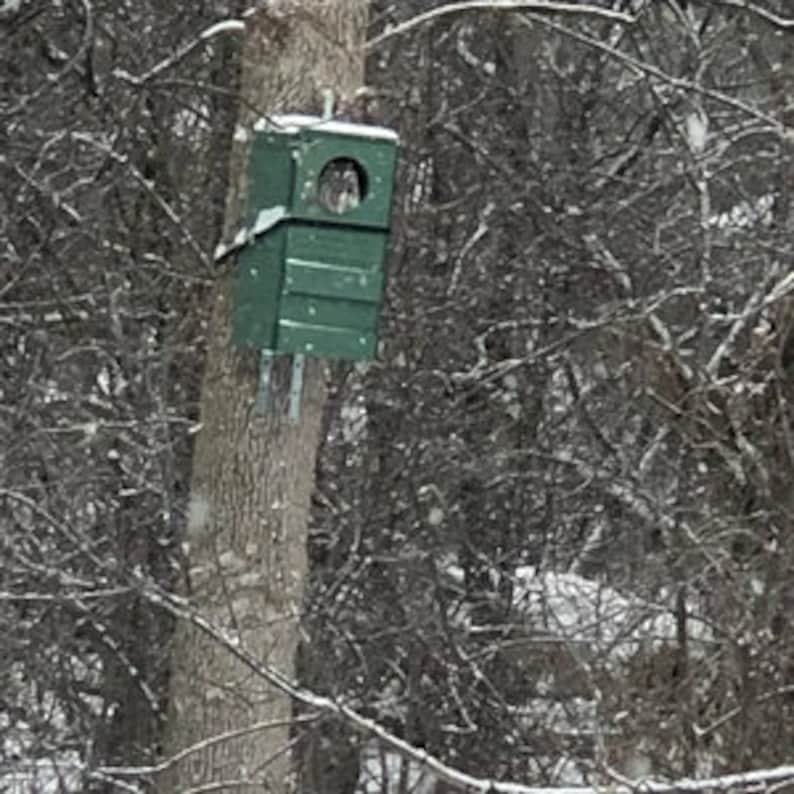 May include: A green birdhouse with a round opening is mounted on a tree trunk. The birdhouse is covered in snow.