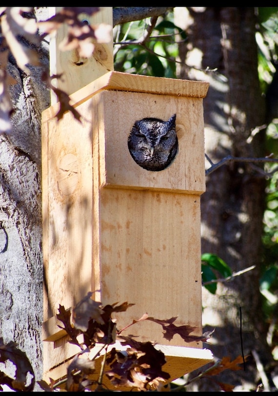 Owl Nesting Box Handmade Etsy