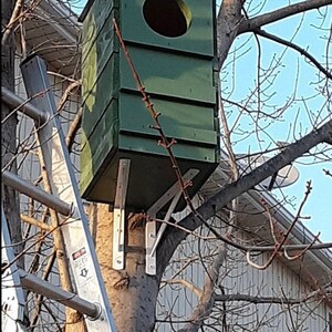 May include: A green birdhouse with a round opening is mounted to a tree trunk with metal brackets. A ladder is leaning against the tree trunk.