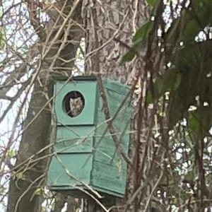 May include: A green wooden birdhouse with a round opening, mounted on a tree. An owl is visible through the opening, looking out.