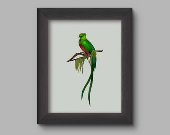 Resplendent Quetzal Etsy