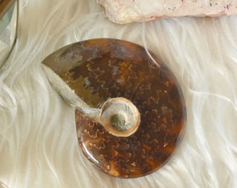 Whole Ammonite | Healing spiral - Natural stone - Fossil - Lithotherapy - Anchoring - Altar - Crystals - Holistic - Esotericism