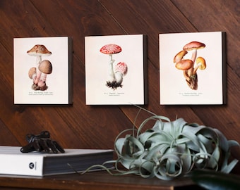 Mushroom Wall Decor, Mushroom Art, Whimsical Wall Art, Nature Home Decor, Living Room Art Print - Set of 6" x 6" Wooden Photo Blocks