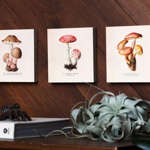 Mushroom Wall Decor, Mushroom Art, Whimsical Wall Art, Nature Home Decor, Living Room Art Print - Set of 6" x 6" Wooden Photo Blocks image 2