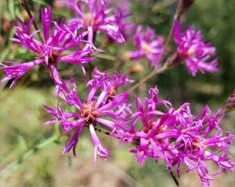 Florida Ironweed | 15-100+ Seeds | Vernonia Angustifolia | Florida Native Ecotype | Organic Herb | Chill Hill Farms