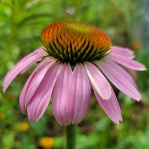 May include: A pink coneflower with a bright orange center. The flower is in bloom and has a long green stem.