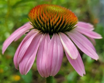 Coneflower Púrpura / 15-100+ Semillas / Echinacea Purpurea / Planta Medicinal / Flor Nativa de Florida / Jardín de Abejas y Mariposas / Chill Hill Farms