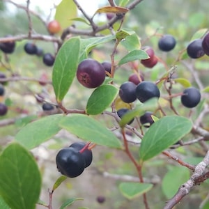Sparkleberry | 25 Seeds | Vaccinium Arboreum | Farkleberry / Huckleberry | Florida Native Tree | Edible Berry | Wildlife | Chill Hill Farms