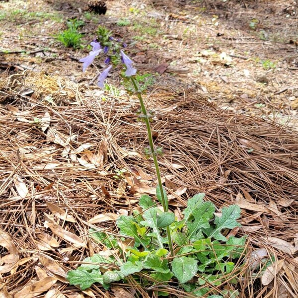 Lyreleaf Sage | Salvia Lyrata | Native Flower | Florida Eco-type | Butterfly & Bee | Hummingbird | Spring Bloom 15-100+ Seeds |