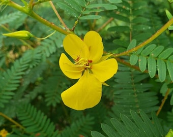 Partridge Pea | Chamaecrista Fascicu | Florida Native Flowers | Wildlife | Bee & Butterfly | Yellow | 15-100+ Seeds | Chill Hill Farms