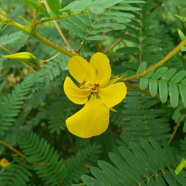 Partridge Pea | Chamaecrista Fascicu | Florida Native Flowers | Wildlife | Bee & Butterfly | Yellow | 15-100+ Seeds | Chill Hill Farms