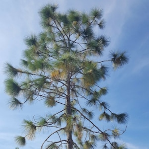 May include: A tall pine tree with long, green needles and a brown trunk stands against a bright blue sky. The tree's branches extend outwards, displaying its full form. The image captures the natural beauty of the tree and the clear sky.