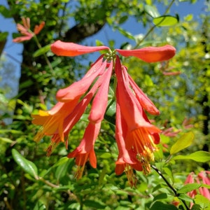 Coral Honeysuckle | 5 Seeds | Lonicera Sempervirens | Bee, Butterfly & Hummingbird | Florida Native | Organic | Chill Hill Farms