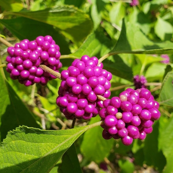 Beauty Berry | Callicarpa Americana | Edible Berry | Florida Native Eco-type | Wildlife | Jelly Jam Wine | 15-100+ Seeds | Chill Hill Farms