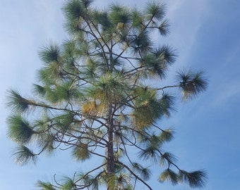 Long-Leaf Pine | 5-50+ Seeds | Pinus Palustris | Endangered Florida Native | Woodpecker | Chill Hill Farms