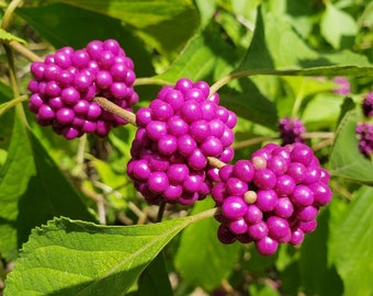 Baie de beauté | Callicarpa américaine | Baie comestible | Type écologique indigène de Floride | Faune sauvage | Confiture de Gelée de Vin | 15-100+ graines | Fermes Chill Hill