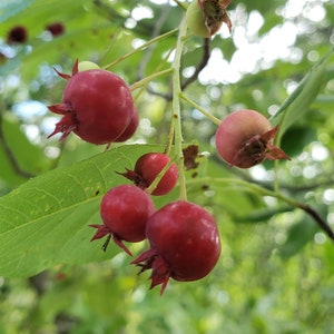 Serviceberry / Juneberry | 5-25+ Seeds | Amelanchier Arborea | Florida Native | Fruit Tree | Chill Hill Farms