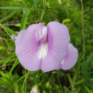 Butterfly Pea | 10 Seeds | Centrosema Virginianum | Florida Native Flower | Ecotype | Purple Vine | Organic | Chill Hill Farms