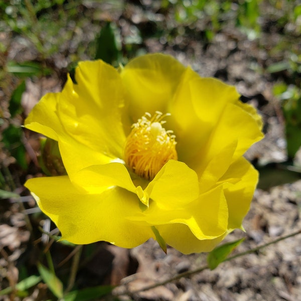 Prickly Pear Cactus | 5-100+ Seeds | Opuntia Humifusa | Florida Native | Yellow Flower | Chill Hill Farms