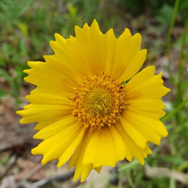 Lance Leaf Coreopsis | Coreopsis Lanceolata | Florida Native Eco-type | Yellow Flower | Tickseed | 15-100+ Seeds | Chill Hill Farms