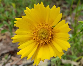 Lance Leaf Coreopsis | Coreopsis Lanceolata | Florida Native Eco-type | Yellow Flower | Tickseed | 15-100+ Seeds | Chill Hill Farms