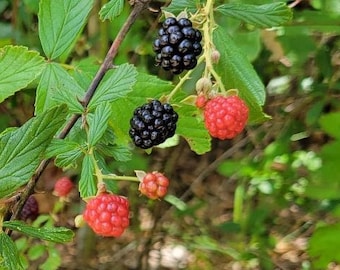 Sand Blackberry | Florida Native | Edible Berry | Wild Foraging | Wildlife | 15-100+ Seeds | Chill Hill Farms