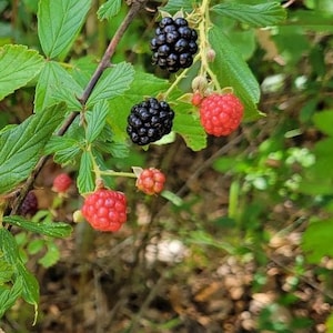 May include: Close-up of a blackberry bush with ripe red and black berries. The berries are growing on green stems and leaves.