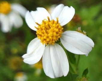 Spanish Needles | 25 Seeds | Bidens Alba | Pollinator Garden | Bee & Butterfly | Medicinal | Florida | Chill Hill Farms
