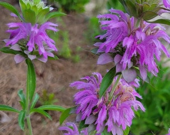 Könnte beinhalten: Nahaufnahme einer Pflanze mit mehreren Büscheln lila Blüten. Die Blüten haben ein zartes, federartiges Aussehen und stehen in voller Blüte.