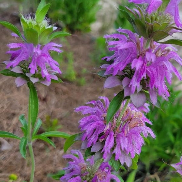 Lemon Bee Balm | 15-100+ Seeds | Monarda Citriodora | Butterfly & Bee | Fairy Garden | Florida Grown | Chill Hill Farms