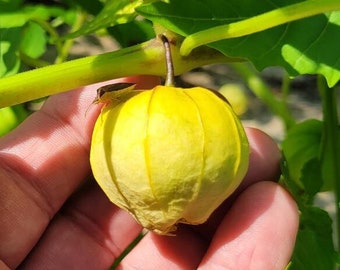 Tomatillo | 15-100+ Seeds | Physalis Philadelphica | Florida Grown | Salsa Verde | Mexican Husk Tomato | Chill Hill Farms