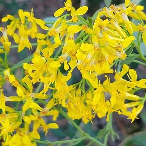 Woody Goldenrod | 15-100+ Seeds | Chrysoma Pauciflosculosa | Florida Native Flower | Fall Blooming