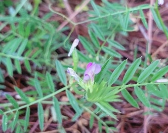 Vesce pygmyflower | Plus de 5 à 25 graines | Vicia Minutiflora | Fleurs indigènes de Floride | Écotype | Fermes Chill Hill