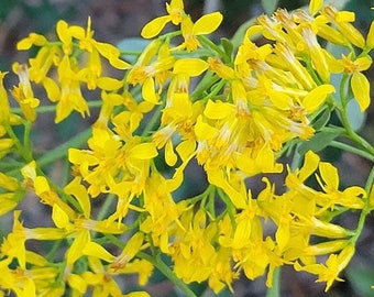 Woody Goldenrod | 25 Seeds | Chrysoma Pauciflosculosa | Florida Native Flower | Fall Blooming | Honey | Bees | Chill Hill Farms
