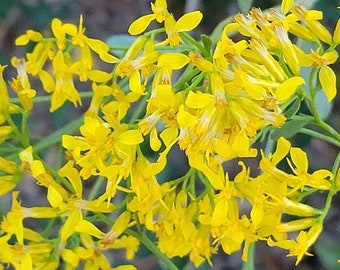 Woody Goldenrod | 15-100+ Seeds | Chrysoma Pauciflosculosa | Florida Native Flower | Fall Blooming