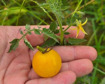 White Cherry Tomato | 15 Seeds | Solanum lycopersicum | Florida Grown | Yellow Grape Tomato | Heat & Drought Resistant | Chill Hill Farms