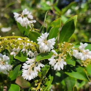 Titi de trigo sarraceno / Cliftonia Monophylla / Raro / Árbol nativo de Florida / Orgánico / Ecotipo de Florida / Abeja / 15-100 Semillas / Chill Hill Farms imagen 3