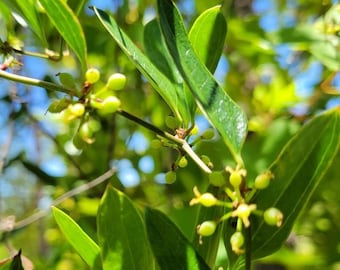 Laurel smash vert | Plus de 5 à 25 graines | Smilax Laurifolia | Liane indigène de Floride | Baie | Faune sauvage | Fermes Chill Hill