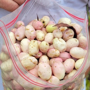 Gopher Apple | 3 Seeds | Licania Michauxii | Florida Native | Organic | Edible | Rare Fruit | Chill Hill Farms