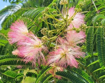 Arbre à soie mimosa | 5-100+ Graines | Albizia Julibrissin | Fleurs roses | Très parfumé | Croissance rapide! | Cultivé en Floride | Fermes Chill Hill