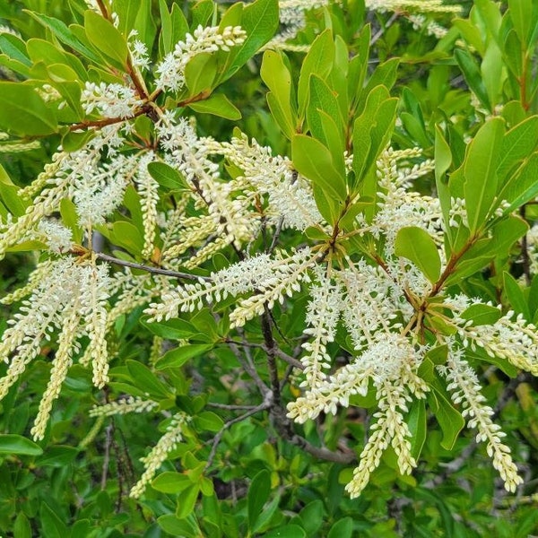 Swamp Titi | Cyrilla Racemiflora | Native Flowering Tree | Florida Eco-type | Wet Soils |  15-100+ Seeds | Chill Hill Farms