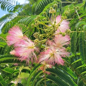 Mimosa Silk Tree 5-100 Seeds Albizia Julibrissin Pink Flowers Very Fragrant Fast Growing Florida Grown Chill Hill Farms image 1