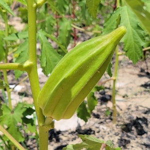 Beck&#39;s Big Buck Okra | 15 Seeds | Abelmoschus Esculentus | Heirloom | Florida Grown | Organic | Fat Pods | Fried Okra | Chill Hill Farms