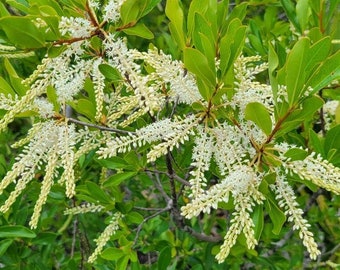 Swamp Titi | 25 Seeds | Cyrilla Racemiflora | Native Flowering Tree | Florida Eco-type | Wet Soils | Chill Hill Farms