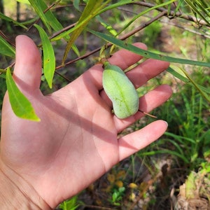 Narrowleaf Pawpaw | 1 Seed | Asimina Longifolia | Florida Native | Rare Fruit | Gopher Tortoise | Ecotype | Chill Hill Farms
