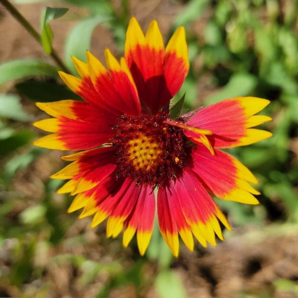 Indian Blanket | 15-100+ Seeds | Gaillardia Pulchella | Firewheel | Blanket Flower | Butterfly & Bee | Chill Hill Farms