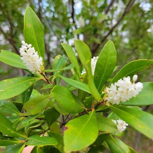 May include: Close-up of a white flowering plant with green leaves. The plant has small white flowers clustered together in groups.